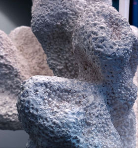 Coral Closeup